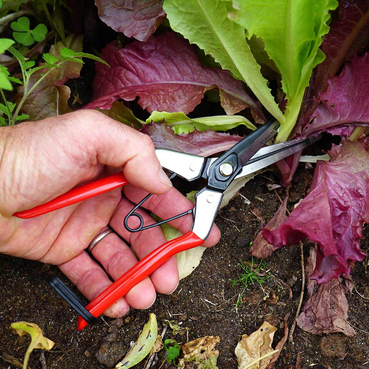 Tijeras de frutas de punta larga con resorte