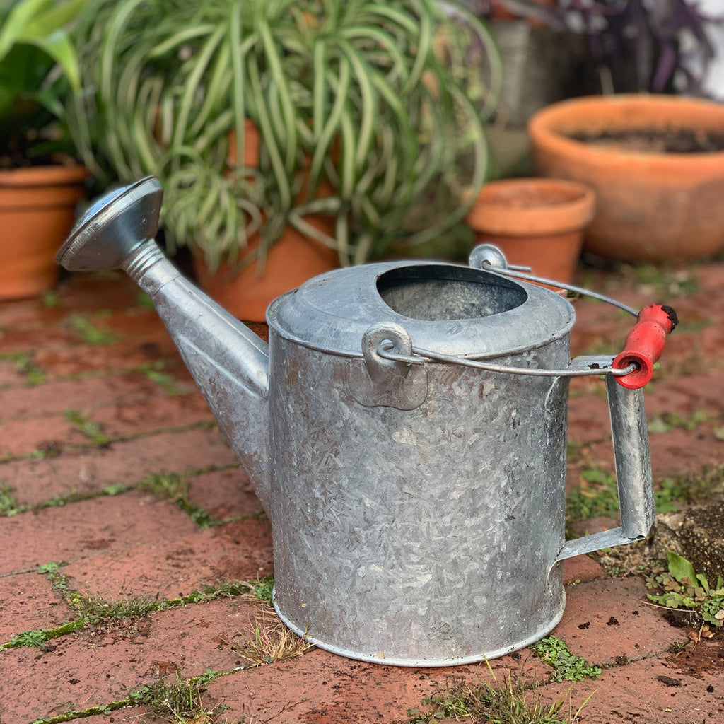 Regadera galvanizada de 1.5 galones con mango de madera