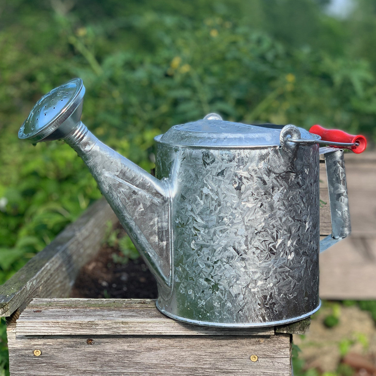 Regadera galvanizada de 1.5 galones con mango de madera